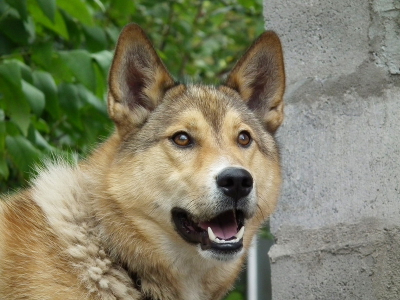 mans best friend, animal, dog, vertebrate, portrait, view, canine, no people, close-up, laika, animal themes, one animal, domestic, tan, redhead, outdoors
