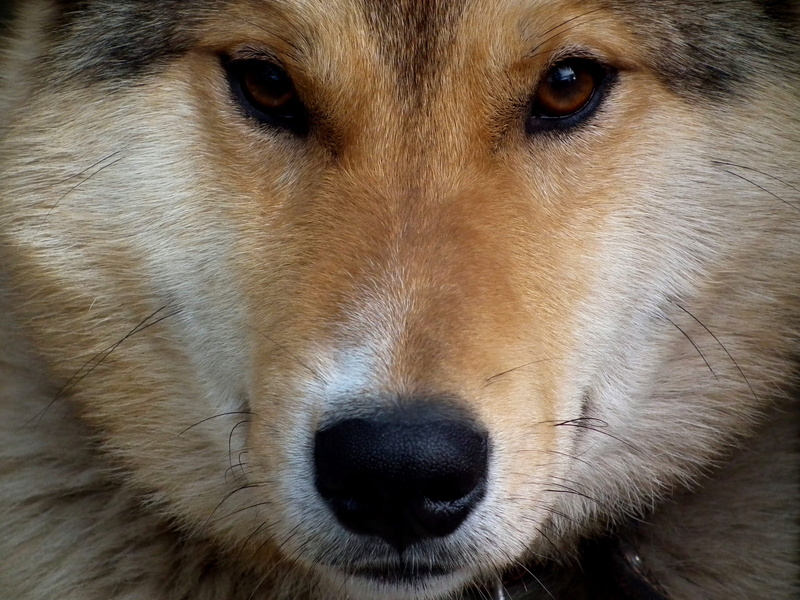 person, canine, animal nose, domestic animals, snout, redhead, view, vertebrate, looking at camera, puppy, no people, eyes, whisker, animal hair, animal mouth