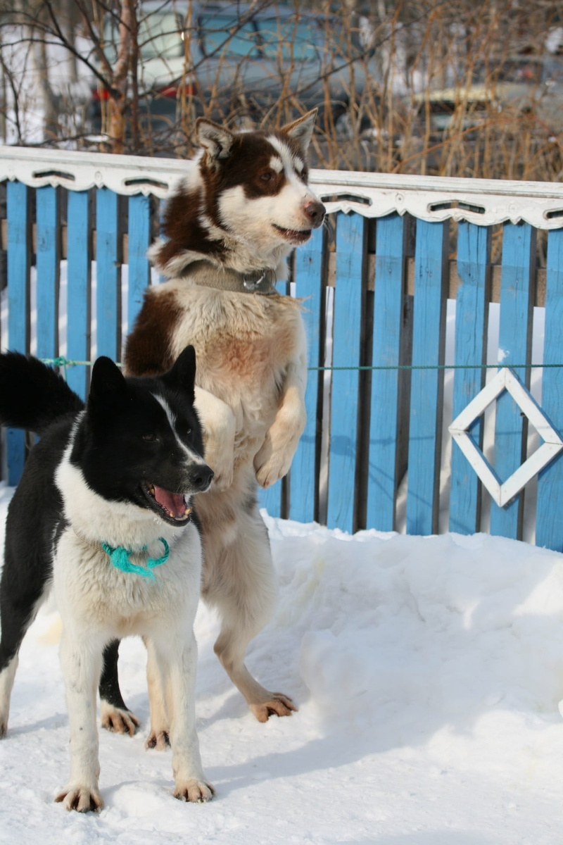 animal themes, vertebrate, snow, competition, dog, white color, race, laika, cold temperature, sleds, fatigue, dog sled race, nature, domestic, mammal