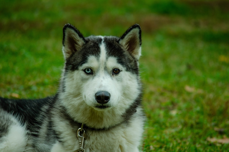pets, animal head, one animal, husky, canine, dog, sled dog, field, mammal, focus on foreground, no people, outdoors, purebred dog, animals, portrait, land