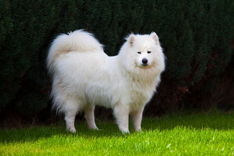 outdoors, one animal, animal head, dog, domestic, standing, domestic animals, mammal, Samoyed, animal, field, grass, white color, full length, nature, land