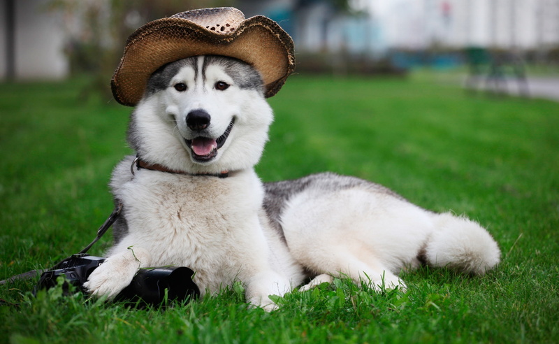 focus on foreground, siberian, Grass, canine, nature, domestic, Laika, Funny, Animals, dog, one animal, plant, portrait, animal mouth, sitting, no people