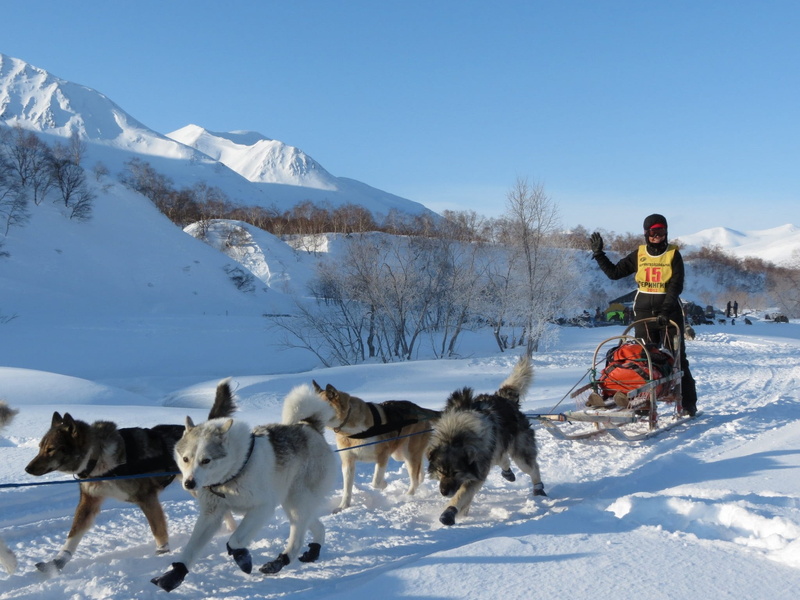 domestic, riding, running, vertebrate, snowcapped mountain, sleds, sled dog, day, snow, mammal, 1080P, sled, race, fatigue, nature, mountain range, competition