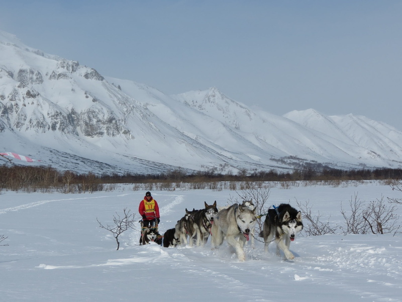 mountains, animal, race, mountain range, domestic animals, 1080P, sky, sleds, dog sled race, mountain, the musher, dog, sled dog, vertebrate, snow, winter