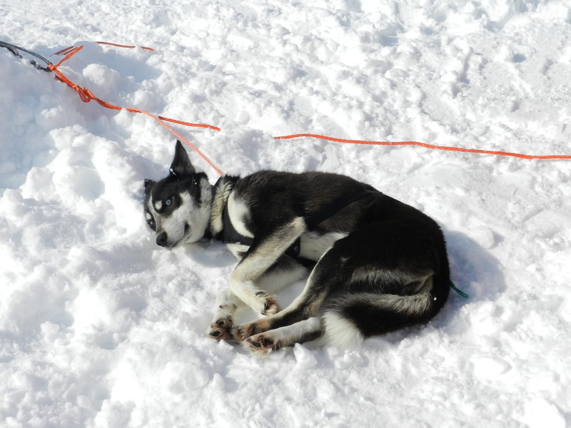 mammal, vacation, animal, laika, lying down, pets, dog, sleds, sled, domestic, domestic animals, 1080P, animal themes, no people, one animal, snow, race