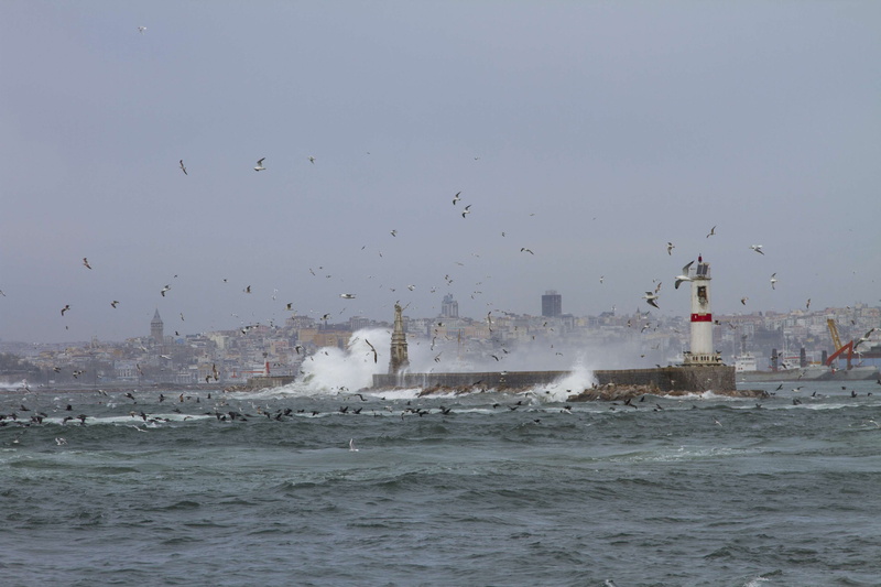 flock of birds, waterfront, flying, kadky, architecture, animal themes, storm, water, animal wildlife, sea, building exterior, vertebrate, large group of animals