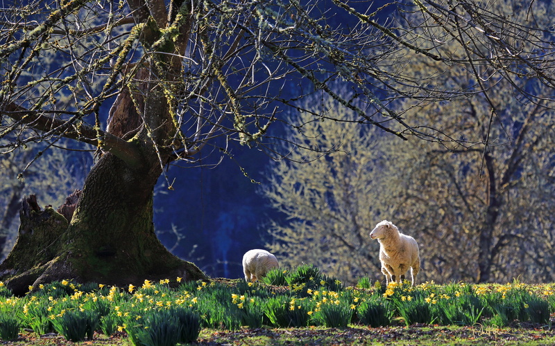 god, grass, lamb, 2K