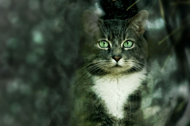 domestic cat, front view, close-up, focus on foreground, animal, no people, one animal, feline, domestic, animal head, cat, vertebrate, animal eye, domestic animals