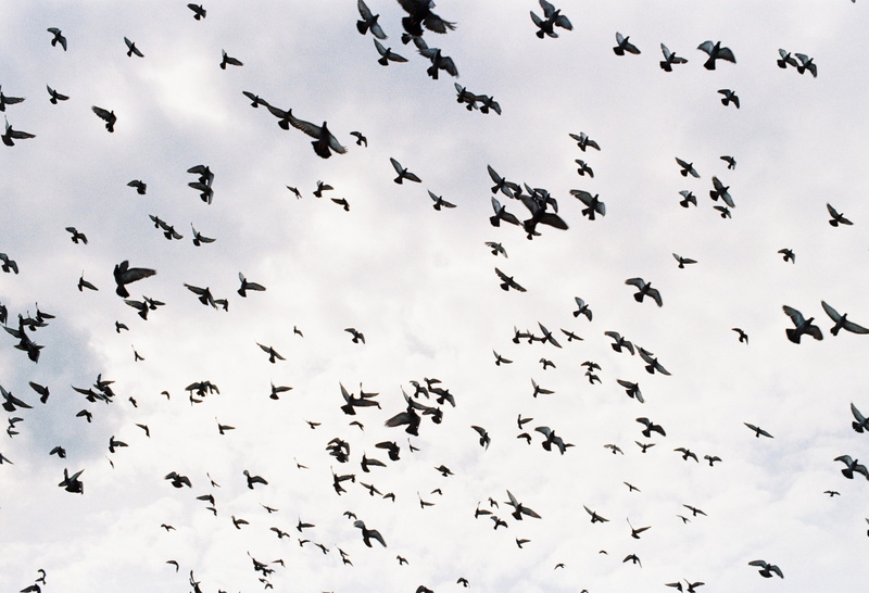 flying, motion, mid-air, air, directly below, ominous, clutter, cloud - sky, birds, traveling, coming soon, sky, dom, silhouette, fly, holy week, flying birds