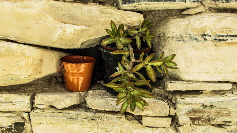 old, kato lefkara, architecture, plant part, Stone, close-up, village, day, Wall, green color, spice, cyprus, brown, leaf, outdoors, nature, no people
