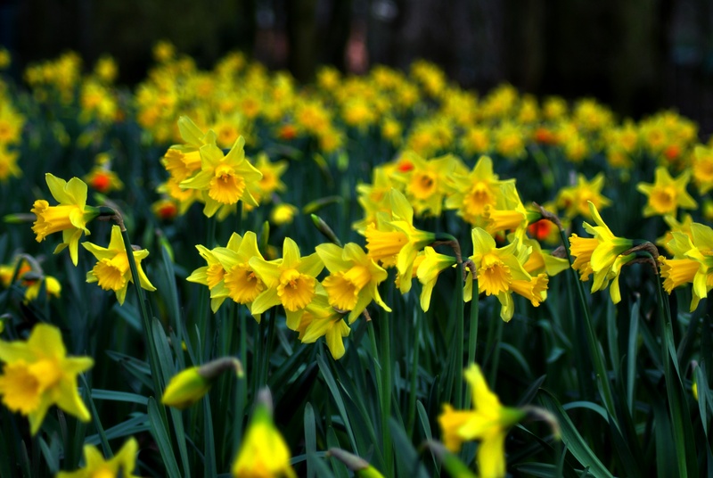 jonquil, spring, freshness, daff, day, close-up, nature, 4K, flowering plant, land, field, flower head, growth, outdoors, flower, no people, springtime