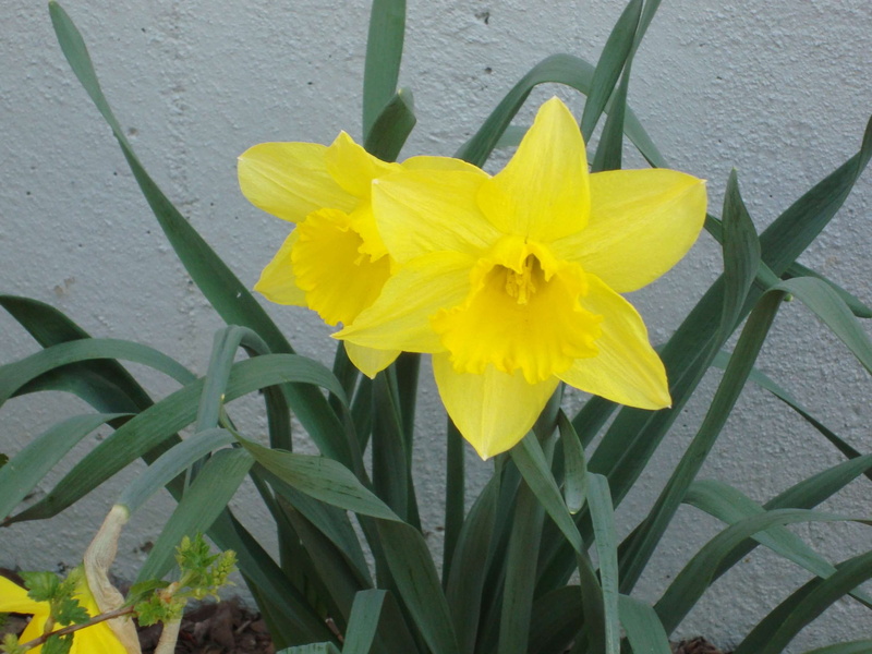 no people, lent lily, growth, plant part, flowering plant, close-up, fragility, narcissus pseudonarcissus, wild daffodil, 2K, leaf, flower, freshness