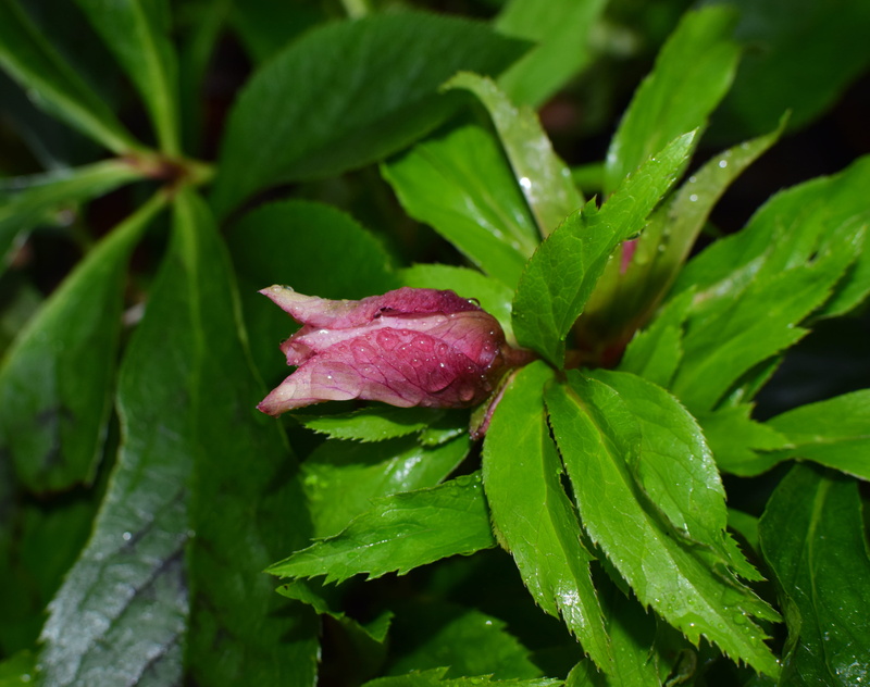 rain-wet, raindrop, drop, wet, rain, vulnerability, leaves, united states, tn, close-up, no people, winter, plant part, bud, leaf, beauty in nature, blossom