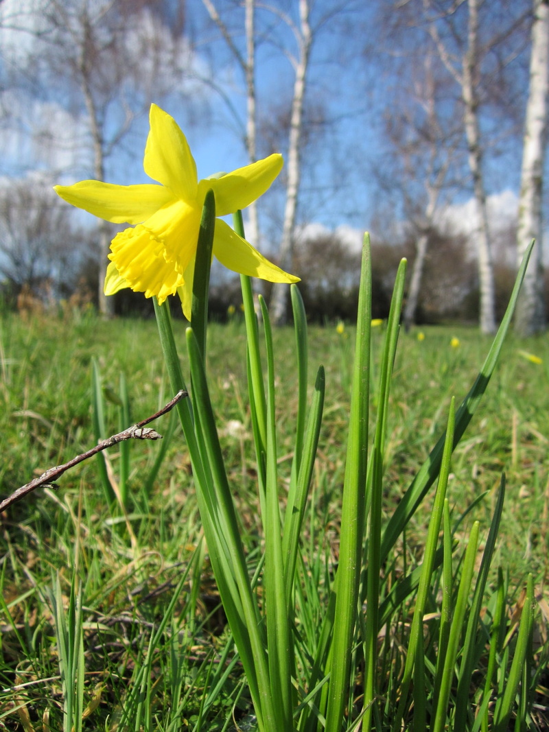 daffodil, no people, wild daffodil, lent lily, blade of grass, plant, springtime, close-up, botany, flowering plant, grass, 1080P, yellow, outdoors, flower head