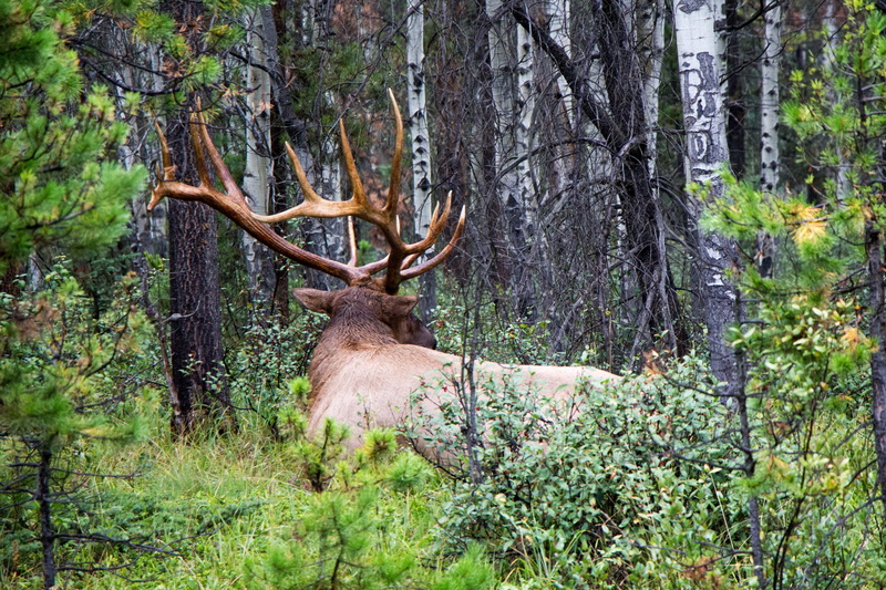 power, trunk, growth, 4K, large, plant, day, horned, elk, creative, tree, majestic, tree trunk, fur, forest, mammal, mane, alberta, rut, animals in the wild