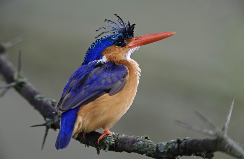 tree, blue, Malachite, branch, one animal, no people, bird, 1080P, animal, Park, plant, day, focus on foreground, National, Kenya, Birds, Lake, Animals