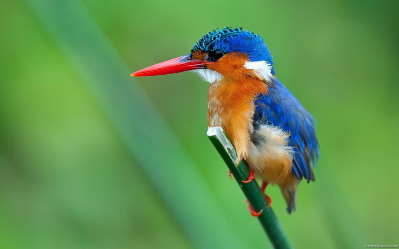 Malachite, Kingfisher, 2K