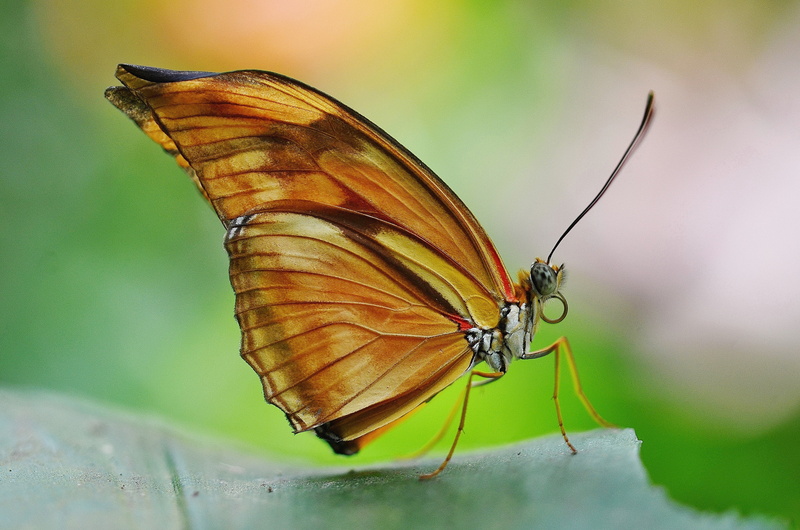 plant part, nature, malachite, multi Colored, macro, invertebrate, butterfly - Insect, photography, animal Wing, animal themes, green, butterfly, 4K, orange