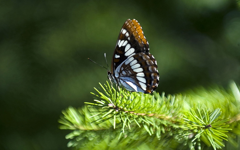 invertebrate, Animals, pollination, plant, animal markings, outdoors, animals in the wild, one animal, no people, day, focus on foreground, plant part