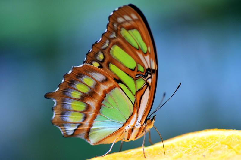 focus on foreground, tropical butterfly, butterfly - insect, nature, tropical, insect, butterfly, close, animal body part, yellow, animal antenna, malachite