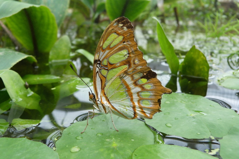 green, floating on water, pad, water, green color, water lily, growth, invertebrate, no people, brown, lily, nature, outdoors, malachite butterfly, plant part