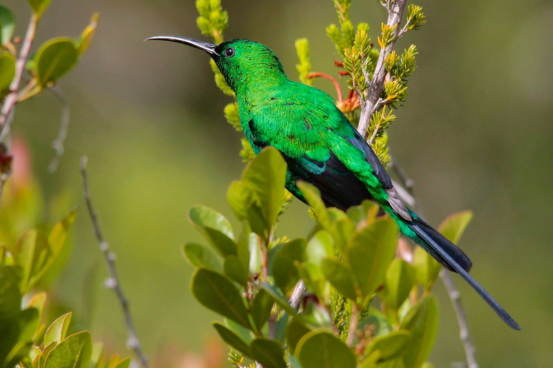 tree, malachite, green color, vertebrate, bird, animal themes, no people, animals in the wild, beauty in nature, growth, close-up, plant, focus on foreground