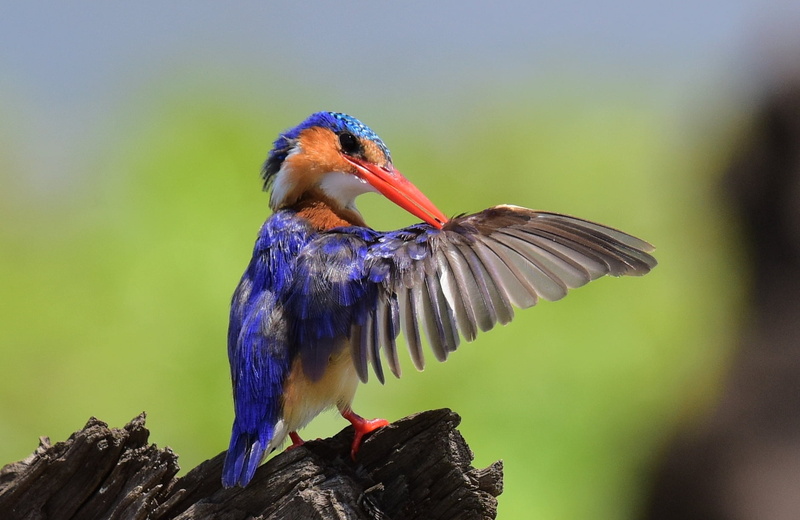 trunk, tree, 720P, beak, Malachite Kingfisher, long, Corythornis cristatus, blue, tree trunk, outdoors, wildlife, bird, Botswana, perched, kingfisher