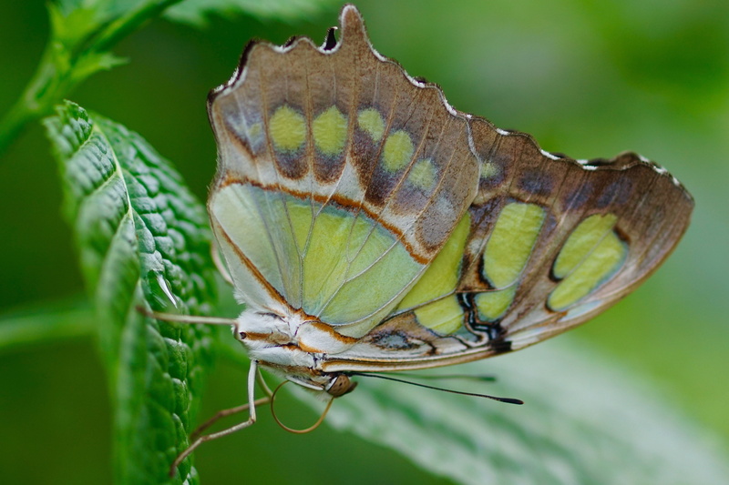 macro, malachite, green, animal wildlife, animal wing, leaf, plant part, wing, colorful, tropical, plant, close, animals in the wild, day, tropical rainforest