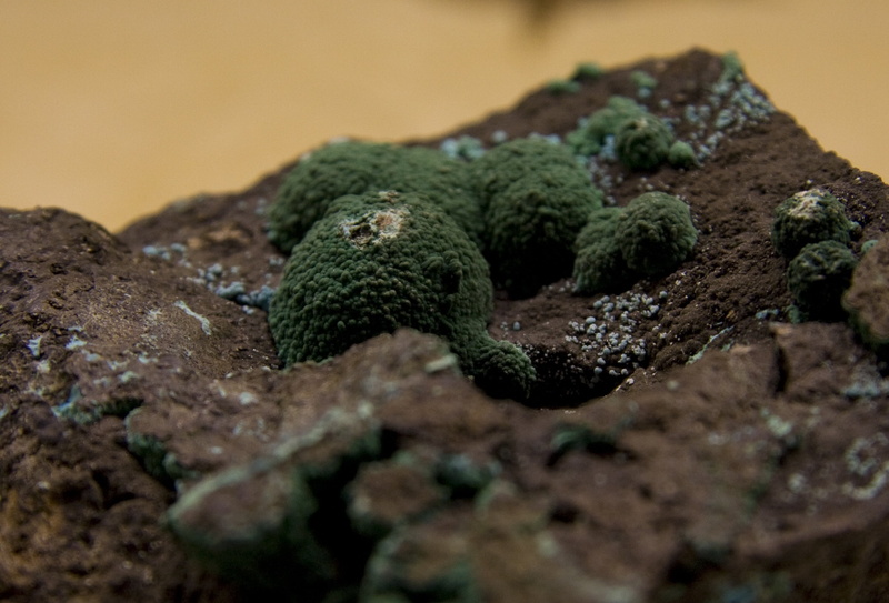 selective focus, nature, textured, no people, 2K, animal scale, rough, chile, poisonous, focus on foreground, tree, moss, reptile, snake, animals in the wild