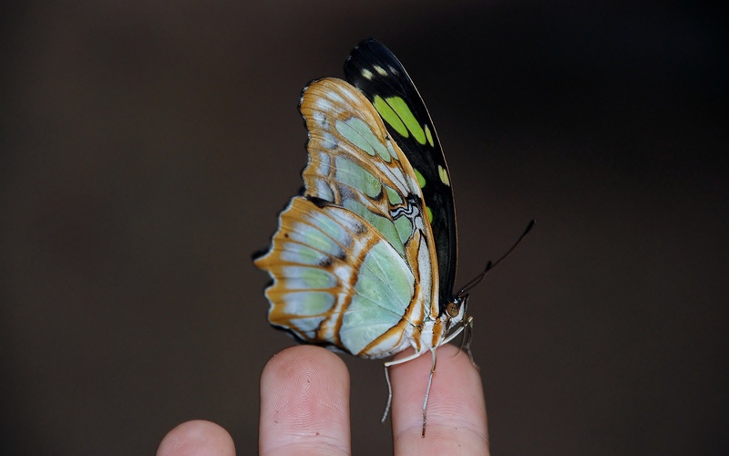 human finger, one person, 2K, studio shot, butterfly, body part, animal wing, unrecognizable person, insect, close-up, photography, indoors, real people