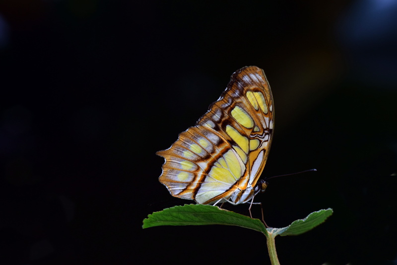nature, tropical butterfly, black background, butterfly wings, malachite, close up, animal wildlife, animal themes, animal body part, tropical, butterfly