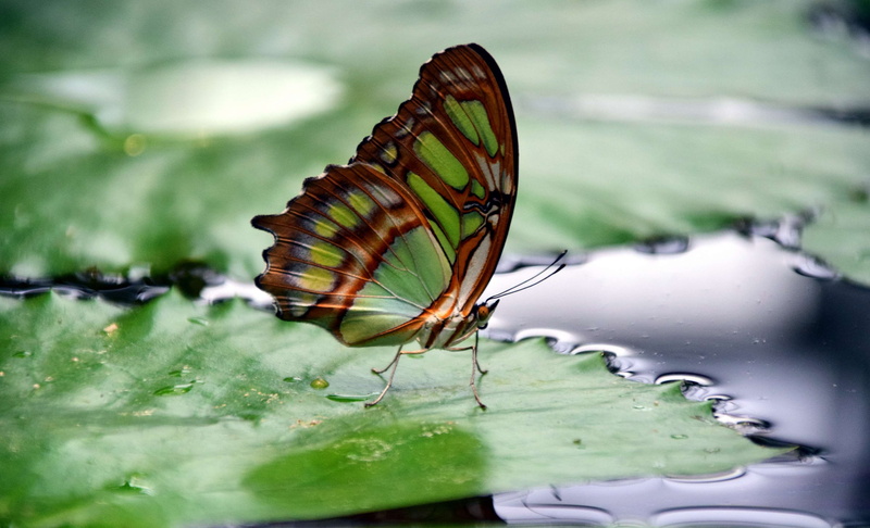 4K, butterfly, points, filigree, insect, plant part, day, camouflage paint, growth, focus on foreground, color, beauty in nature, invertebrate, close-up