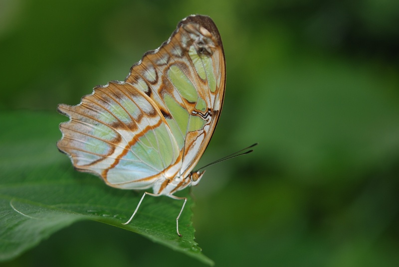 macro, plant, insect, perched, butterflies, siproeta stelenes, leaf, green, outdoors, malachite, animal wildlife, photography, focus on foreground, beauty in nature