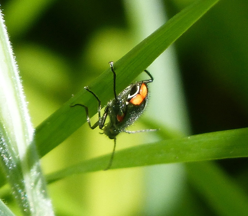 animal, Malachius  bipustulatus, legged, binomial, photo, Malachite, along, crawling, macro, leaf, close-up, 720P, nature, insect, wildlife, Malachius bipustulatus