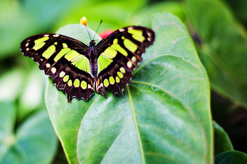 animal wildlife, summer, green leaf, plant part, animals in the wild, butterfly - Insect, focus on foreground, animal themes, green color, one animal, spring