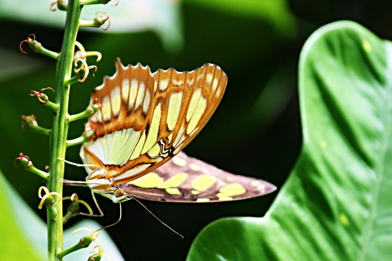 butterfly, siproeta stelenes, selective focus, outdoors, fly, beauty in nature, wing, malachite butterfly, close-up, leaf, butterfly house, focus on foreground