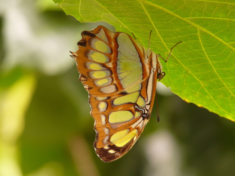 animal markings, invertebrate, leaf, close-up, green color, nature, summer, fly, malachite, brown, plant, green, one animal, 2K, butterfly - insect, wing