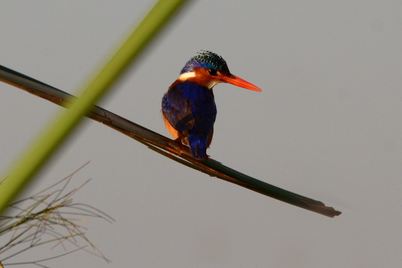 vertebrate, kingfisher, one animal, nature, branch, Malachite Kingfisher, bird, outdoors, close-up, botswana, plant, looking, 2K, animals in the wild