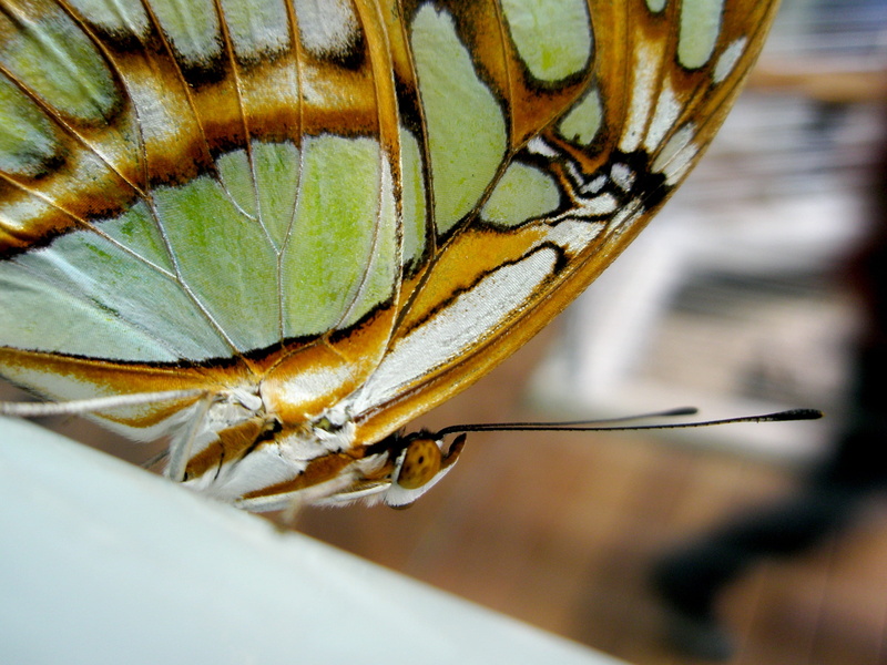 black, animal antenna, colorful, 2K, selective focus, extreme close-up, butterfly, close-up, tilt, orange, butterfly - insect, shift, photography, malachite