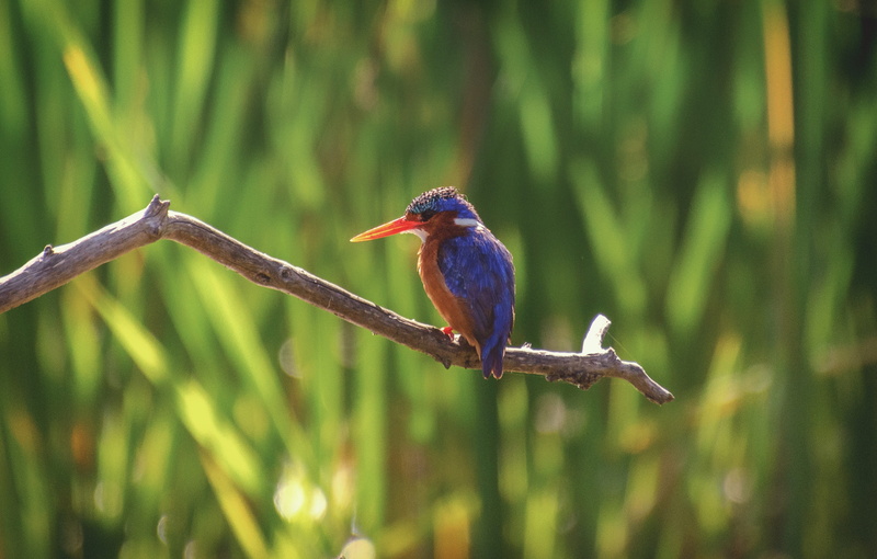no people, plant, animals in the wild, orange, beak, focus on foreground, winged, branch, animal, outdoors, malachite, bird, beauty in nature, blue, perched