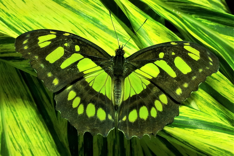 beauty in nature, plant, natural pattern, exhibition, one animal, animals in the wild, museum, invertebrate, edelfalter, plant part, nature, tropical, malachite butterfly