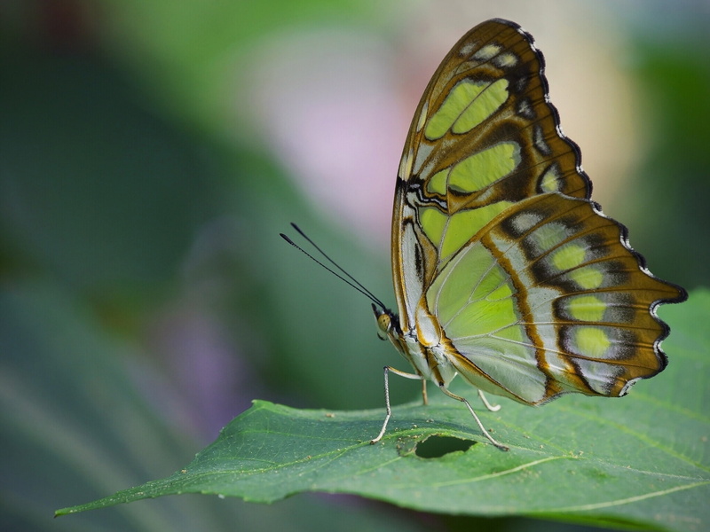 macro, butterfly, malachite, 1080P, leaf