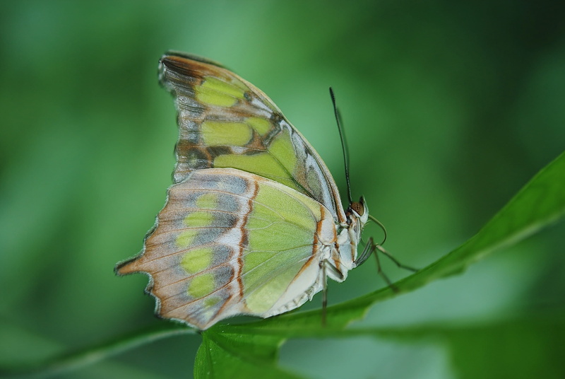 no people, butterfly, closeup, plant part, outdoors, 4K, animals in the wild, invertebrate, perched, insect, green color, animal, leaf, beauty in nature