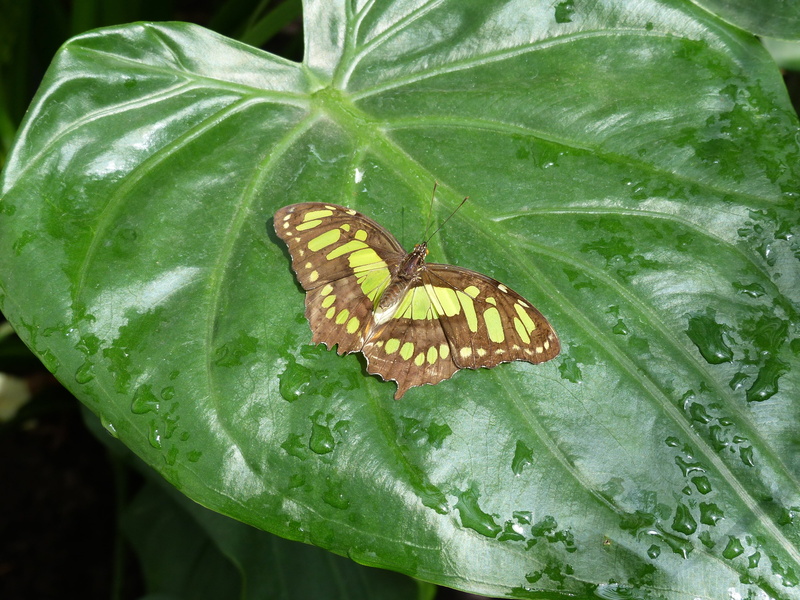 malachite butterfly, invertebrate, plant, insect, nature, butterfly - insect, green color, 4K, outdoors, day, filigree, beauty in nature, growth, close-up