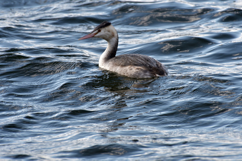 bird, animal wildlife, waterfront, pond, beauty in nature, vertebrate, animals in the wild, cygnet, young animal, rippled, floating on water, 5K, lake