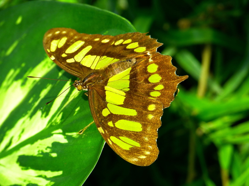 bamboo page, focus on foreground, victorina butterfly, invertebrate, yellow, butterfly - insect, close-up, nature, papilio butterfly, outdoors, one animal