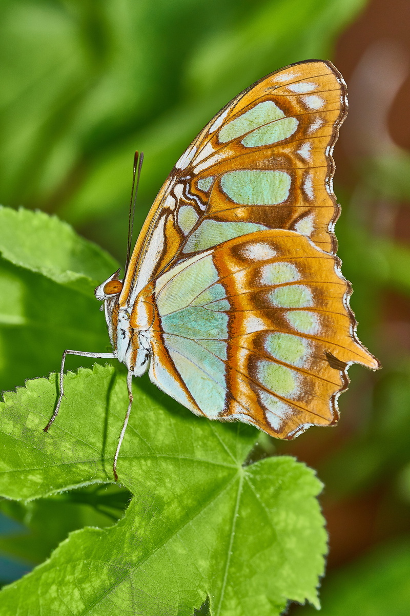 insect, no people, animal themes, animal wing, focus on foreground, close-up, butterfly, day, macro, beauty in nature, invertebrate, wing, nature, malachite