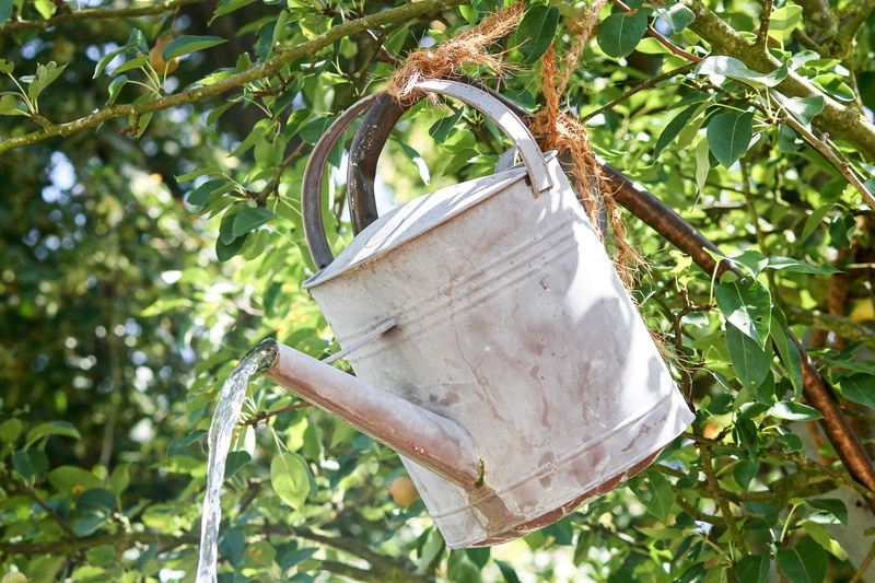 zinc plated, leaf, tin, commodity, metal, sheet, hanging, agriculture, watering can, branch, plant part, day, irrigation, outdoors, focus on foreground