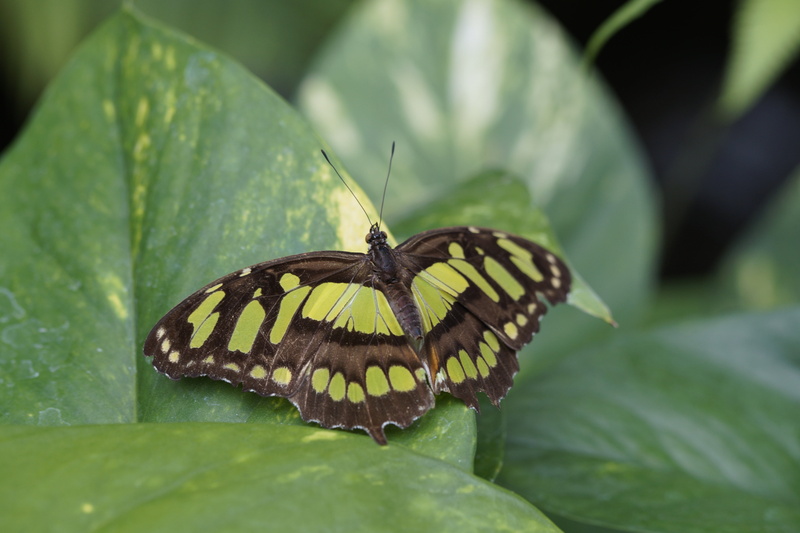 animal, growth, animal wildlife, nature, malachite butterfly, butterfly house, plant part, butterfly - insect, flower, 5K, no people, one animal, sit
