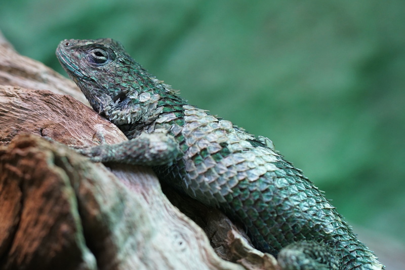lizard, reptile, focus on foreground, animal head, animal themes, 5K, iguana, close-up, wild nature, outdoors, tree, vertebrate, animals in the wild, no people